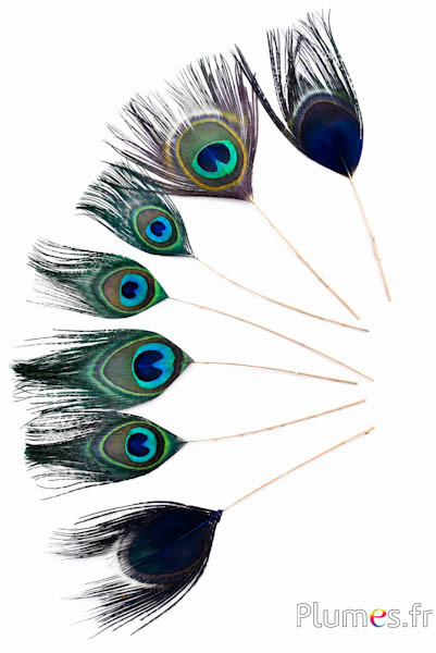 Pfau blau Goldkiel - 15-25 cm - blau